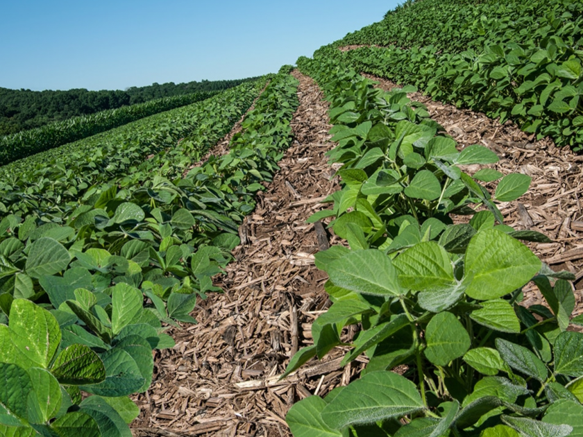 Big relief for farmers! Pest resistant, early-emerging soybean varieties developed | शेतकऱ्यांना मोठा दिलासा! कीडीस प्रतिकारक, लवकरच उगवणारे सोयाबिनचे वाण विकसित