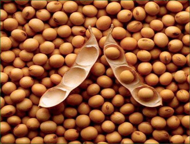 Soybean Rate reached 3300! | सोयाबीनला झळाळी; दर पोहोचले ३३०० वर !