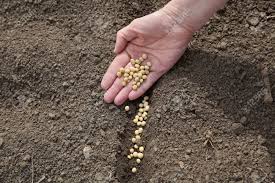 Due to bogs seeds, sowing sowing, damages demand | बोगस बियाणांमुळे दुबार पेरणी, नुकसानभरपाईची मागणी 