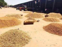 Soyabean sold by farmers; Rates slash again | शेतकऱ्यांनी काढले सोयाबीन विक्रीला; भावात झाली घसरण