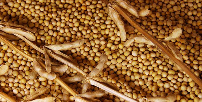 soybean rate rech 3400 Rs per quintal at Washim Market Committee! | वाशिम बाजार समितीत सोयाबीनच्या दराने गाठला ३४०० चा टप्पा !