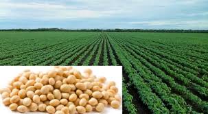 The yield of soybean is below 15 thousand | सोयाबीनचे एकरी उत्पन्न १५ हजाराच्या खालीच
