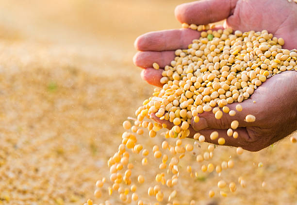 soya bean; Chances of rising prices | सोयाबीनची आवक वाढली; भाव वधारण्याची शक्यता