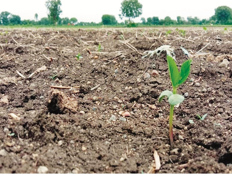 Who is responsible for the loss of soybean seeds? | वांझोट्या सोयाबीन बियाणांसाठी जबाबदार कोण ?