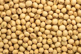 soybean seeds scarcity; farmer not get seed in akola market | अनुदानित सोयाबीनचा बाजारात तुटवडा; महाबीजकडून पुरवठ्याला उशीर 