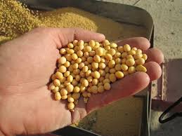 Buy soybean seeds on subsidy! | अनुदानावरील सोयाबीन बियाण्यांचीच खरेदी!