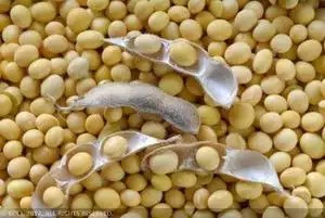 Buy 2 lakh quintals of soyabean from the manufacturer | बिजोत्पादकाकडून २ लाख क्विंटल सोयाबीन खरेदी 