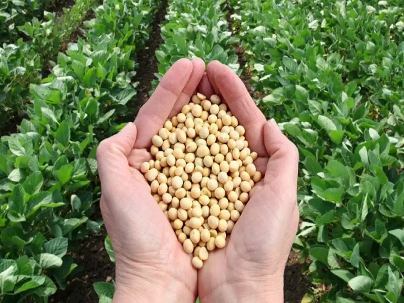 soybeans price frp producer farmer kharif crops | हमीभावाएवढा तरी सोयाबीनला दर मिळेल काय? उत्पादकांना चिंता