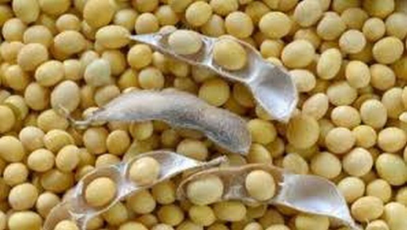 The soybean seed production of mahabeej declined | महाबीजचे सोयाबीन बीजोत्पादन घटले