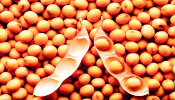 Soya bean prices reach Rs 3150 in Latur | लातुरात सोयाबीनचा दर पोहोचला ३१५० रुपयांवर!