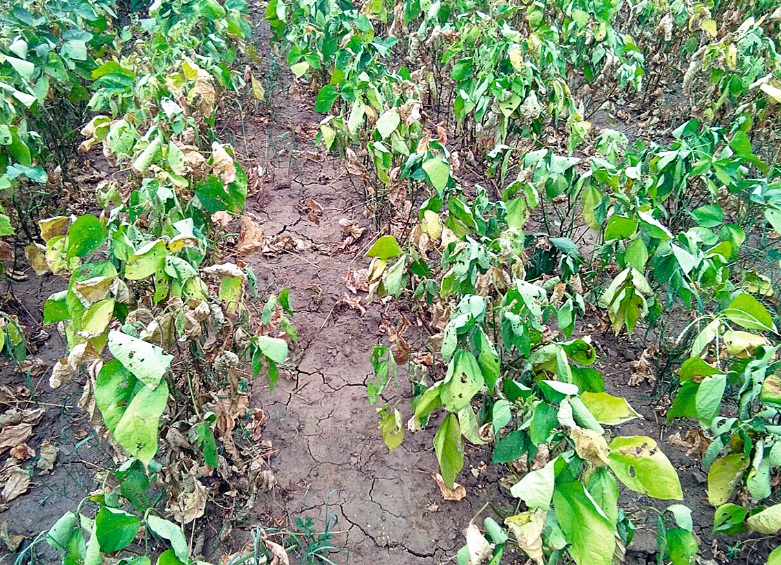 Kidney invasion of crops in Vidarbha started! | विदर्भातील पिकांवर किडींचे आक्रमण सुरू च!