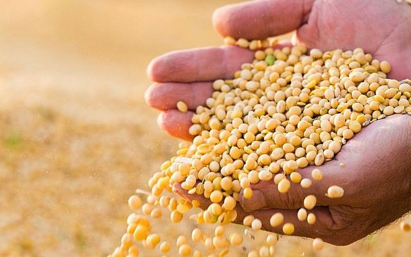 Six thousand quintals of soybean seeds are likely to fall short | वर्धा जिल्ह्यात सहा हजार क्विंटल सोयाबीन बियाणे कमी पडण्याची शक्यता