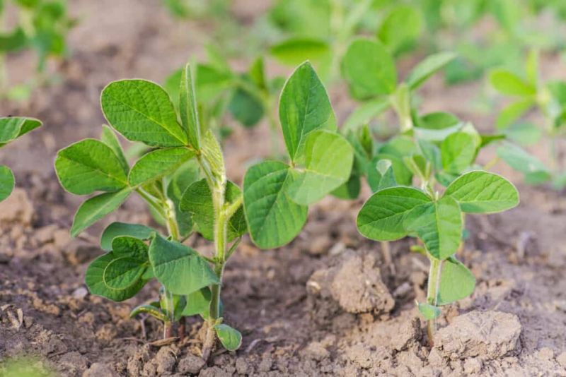 As the area under cultivation increased, soybean production declined | लागवड क्षेत्र वाढताच सोयाबीनचे उत्पादन घटले