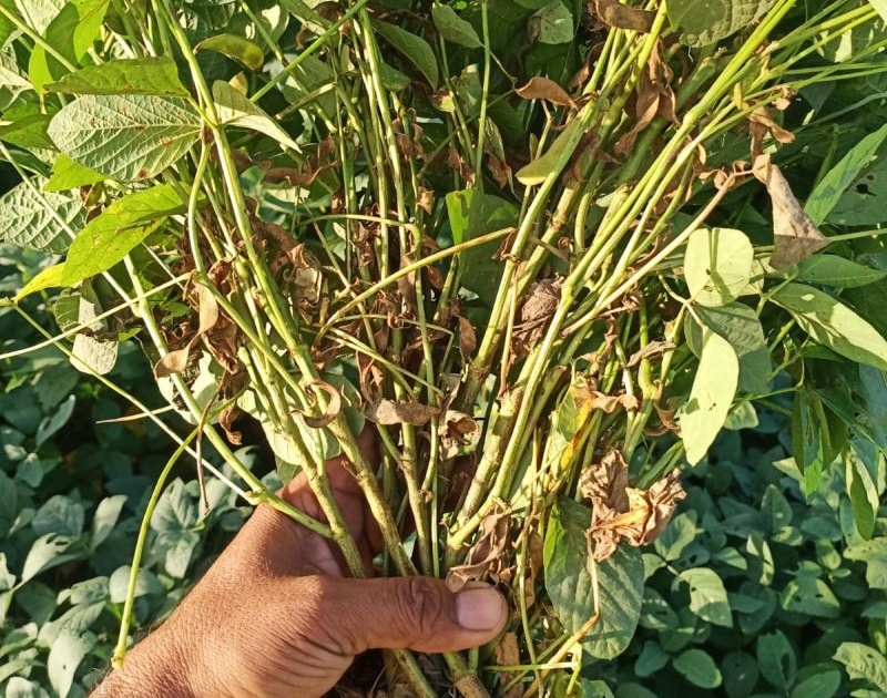 Outbreak of unknown disease on soybean crop in Murtijapur taluka | मूर्तिजापूर तालुक्यात सोयाबीन पिकावर अज्ञात रोगाचा प्रादुर्भाव 