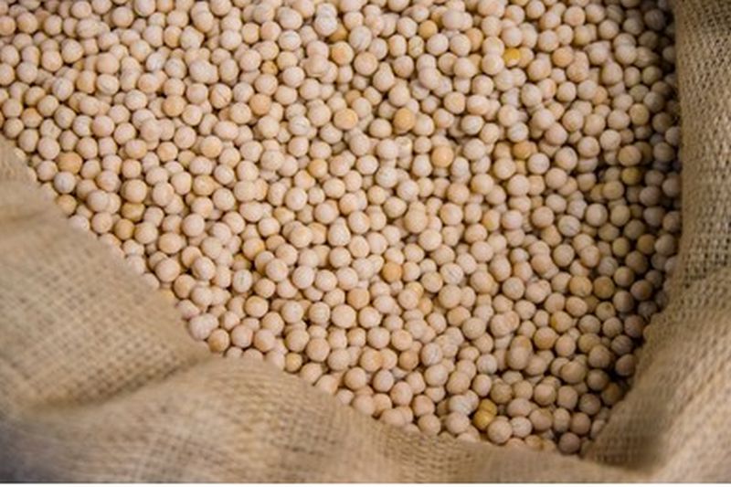 More than 50 per cent soybean seeds in the state fail! | राज्यातील ५० टक्क्यांपेक्षा जास्त सोयाबीन बियाणे नापास!
