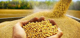 Soybean prices dropped by four hundred rupees! | इराण-इराकमधून मागणी बंद; सोयाबीनचे भाव चारशे रुपयांनी घसरले!