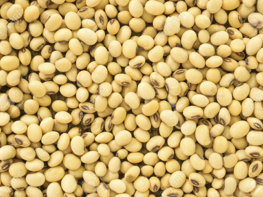 This year will be experiencing a shortage of soybean seeds! | यावर्षी सोयाबीन बियाण्यांचा तुटवडा जाणवणार!