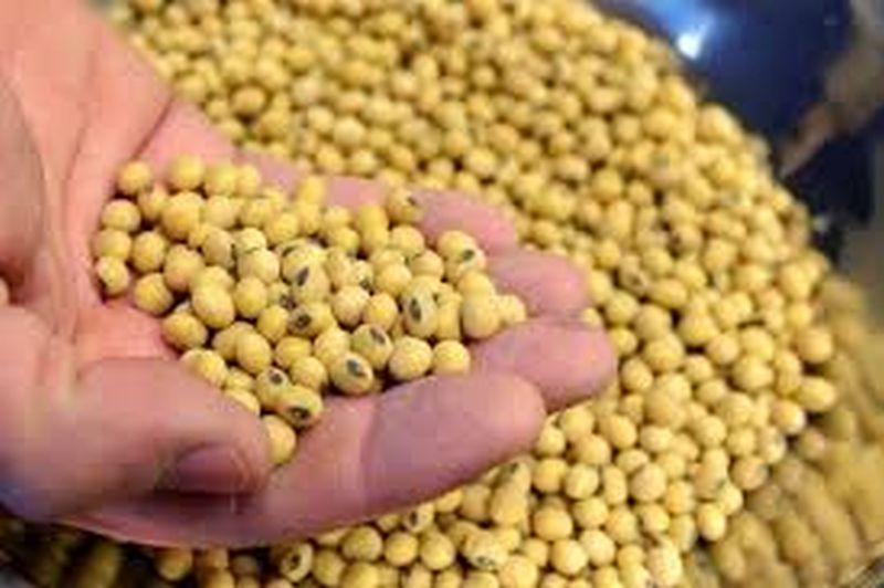Artificial shortage of soybean seeds in Akola district! | अकोला जिल्ह्यात सोयाबीन बियाण्यांचा कृत्रीम तुटवडा