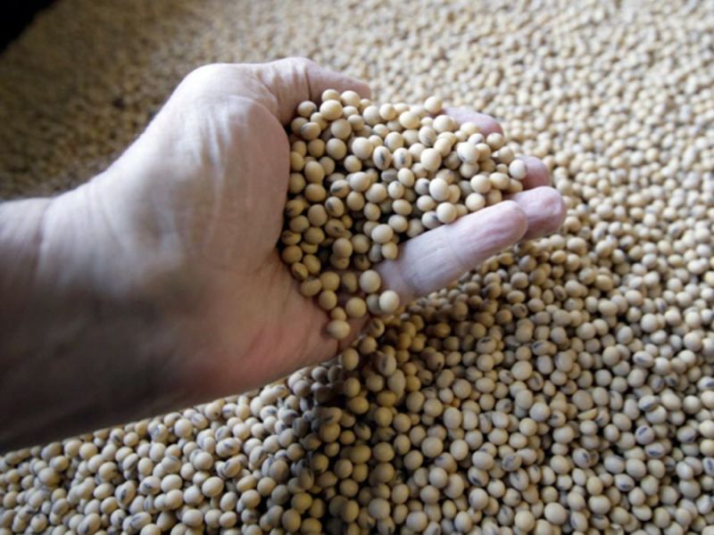 So far only 60% soybean seeds in the market! | आतापर्यंत ६० टक्केच सोयाबीन बियाणे बाजारात!