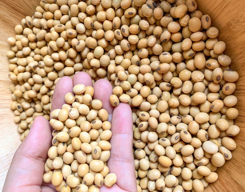 Germination capacity of soybean decreased from 65 to 60 percent! | सोयाबीनची उगवण क्षमता ६५ वरून ६० टक्क्यांवर!