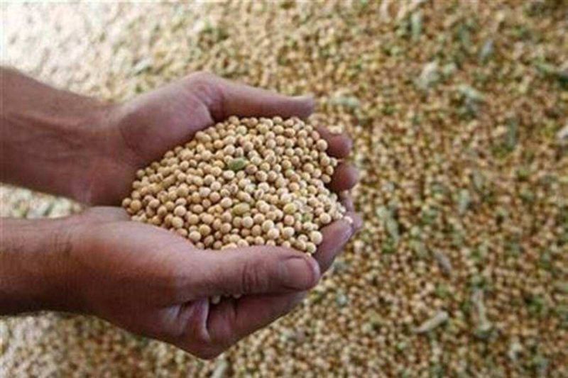 Soybean prices likely to rise further | सोयाबीनच्या दरात आणखी तेजीची शक्यता