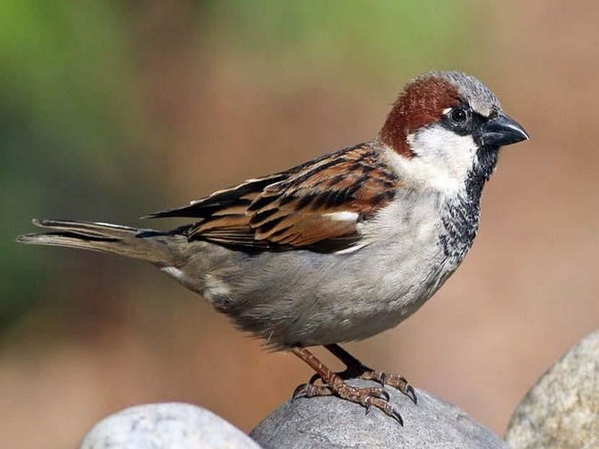 Be a Nature champion, you can save sparrows from extinction | चिऊताईची साद, माणसाचा प्रतिसाद!