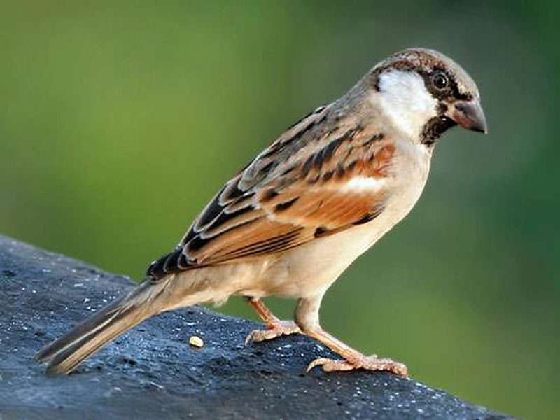 Sparrows are a true natural 'pesticide'; The need for sparrows to return | चिमणी खरी नैसर्गिक ‘कीटकनाशक’; चिमण्यांनी परत फिरण्याची गरज 