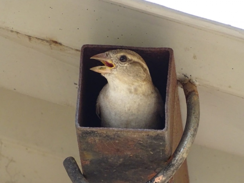 Sparrows also learned to live according to the conditions, found nests wherever possible | चिमण्याही शिकल्या परिस्थितीनुसार जगायचे, जमेल तेथे शोधली घरटी