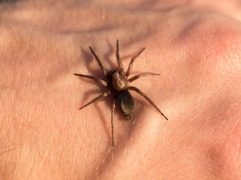 Here are the reasons why are we afraid of spiders? | कोळ्याची भिती का वाटते?; जाणून घ्या यामागील खरं कारण