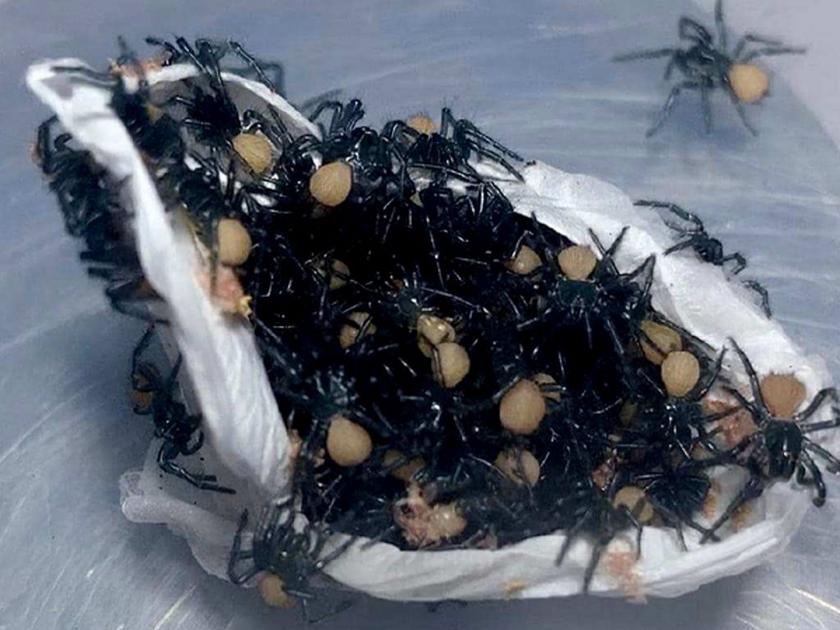 Warning not for the faint hearted dozens of spiders emerge from egg case video goes viral | ५ सेकंदही पाहणं अवघड असलेला 'हा' व्हिडीओ १० लाख लोकांनी कसा पाहिला असेल?