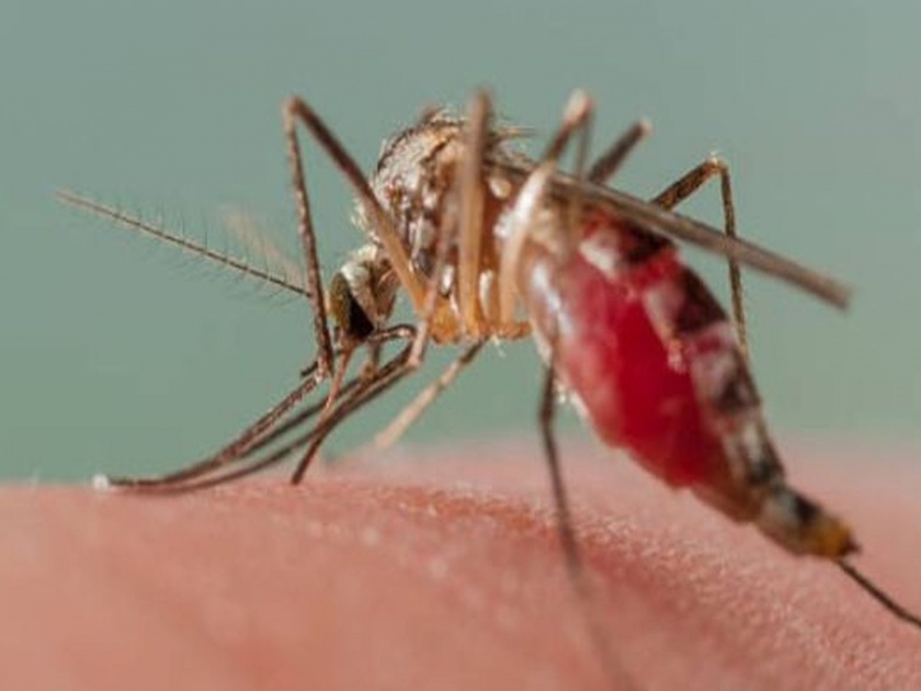 Spider toxin helps to kill malaria mosquitoes | कोळीच्या विषाने करता येणार डासांचा खात्मा, मलेरिया रोखण्यासाठी होणार मदत
