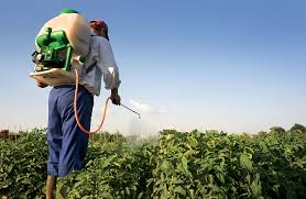 Unauthorized use of pesticide on cotton crop | कापूस पिकावर अनधिकृत तणनाशकाचा वापर