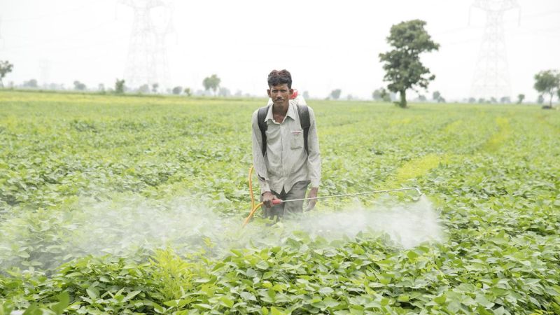  Pesticide spraying encreases poisoning insidentes in Akola | कीटकनाशक फवारणीमुळे विषबाधेचे प्रकार वाढले!