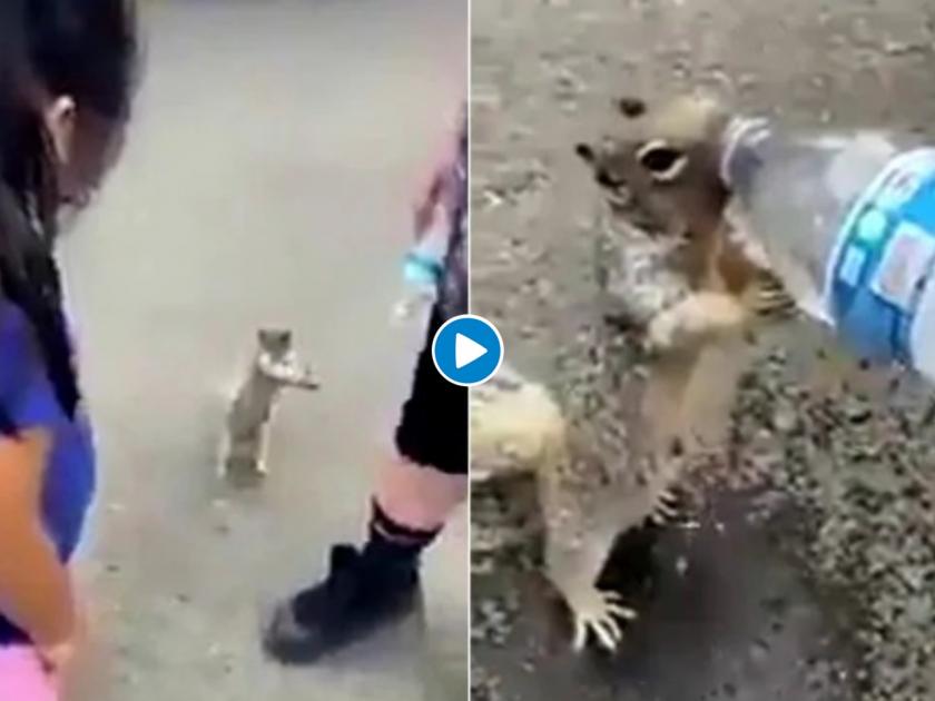 Viral Video Of Thirsty Squirrel Asking For Water Melts Hearts | तहानलेल्या खारूताईनं पाण्यासाठी केली अशी विनवणी; Video पाहून व्हाल इमोशनल!