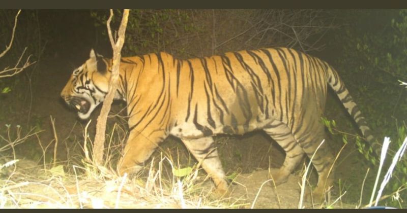 KT-1 tiger dies at Gorewada Rescue Center, Nagpur | नागपूरच्या गोरेवाडा रेस्क्यू सेंटरमध्ये केटी-1 वाघाचा मृत्यू