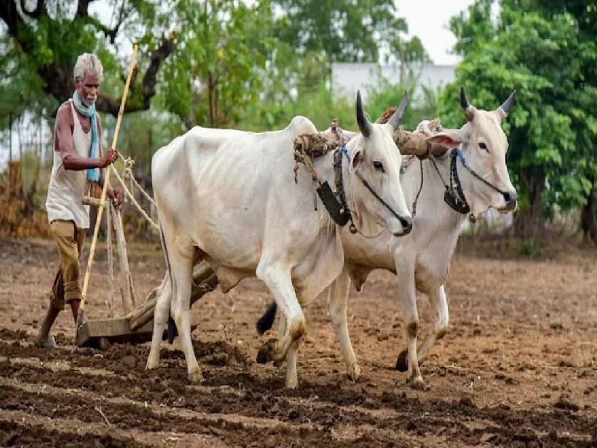 Farmers, do not rush to sow; Monsoon likely to remain weak for now | शेतकऱ्यांनाे, धुळ पेरणीची करू नका घाई; तुर्तास मान्सून कमकुवत राहण्याची शक्यता