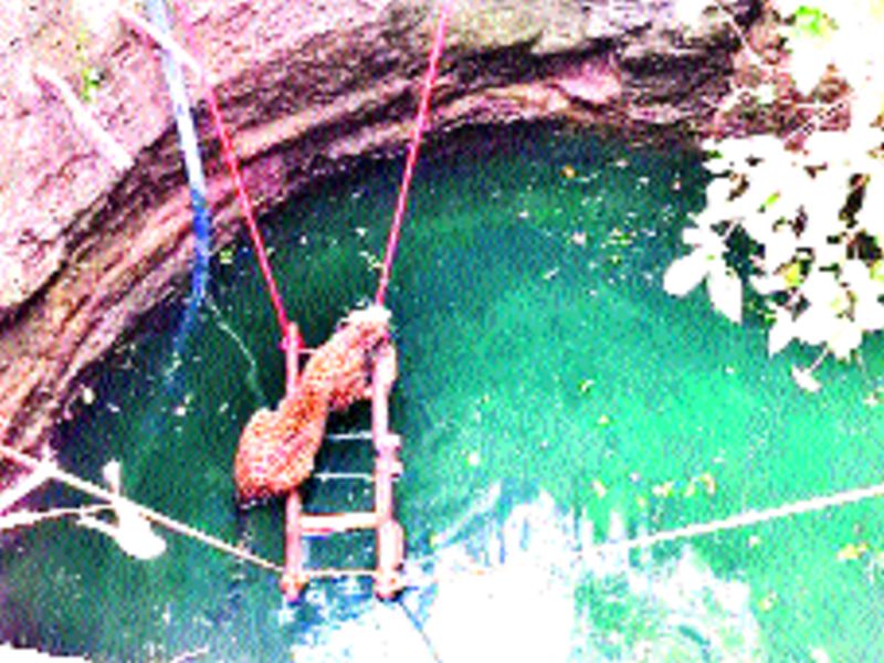 ... and leopard fell into the well | ...अन् बिबट्या पडला विहिरीत