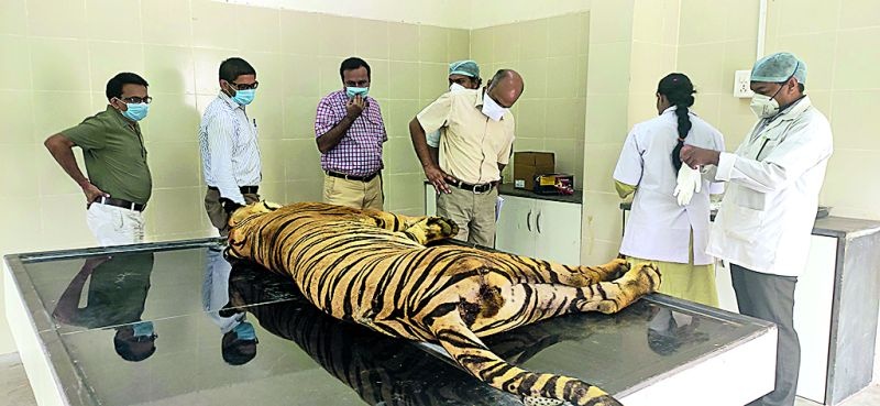 Suspected death of tiger in Gorewada | ताडोबातील शिकारी वाघाचा गोरेवाड्यात संशयास्पद मृत्यू