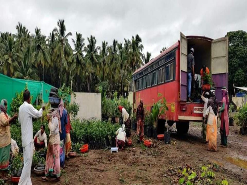 St bus run to the help for farmer in the state | राज्यातील 'बळीराजा'च्या मदतीला 'लालपरी'ची धाव; ४४ हजार रोपांची शेताच्या बांधावर 'डिलीव्हरी'