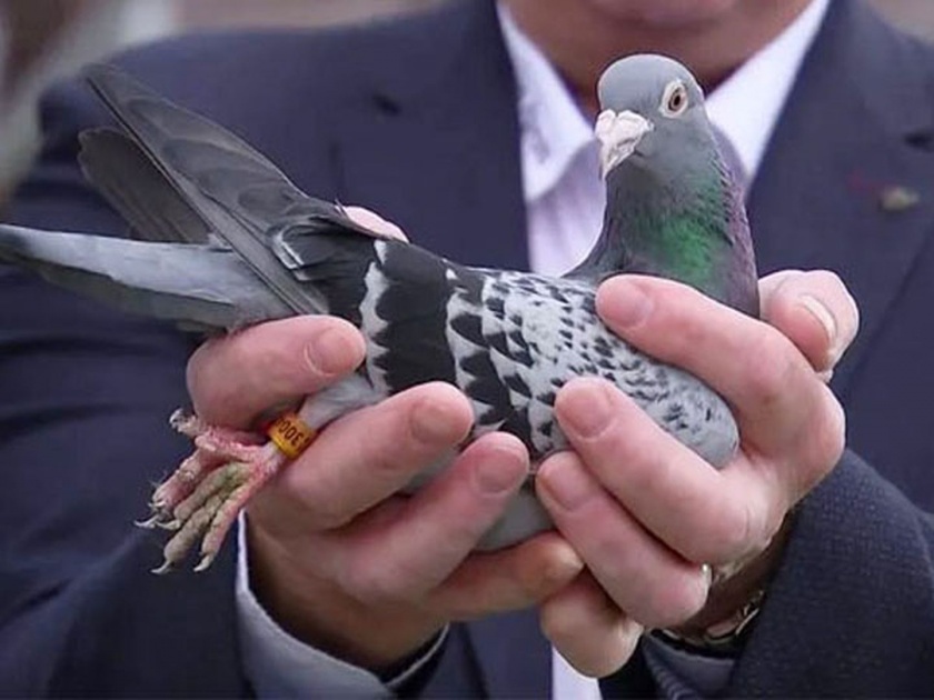 Meet Armando the Belgian star pigeon that fetched over around 10 crore rupees at auction | बाबो! ९.७१ कोटी रूपयांना विकलं गेलं हे कबूतर, पण इतकं महाग का?