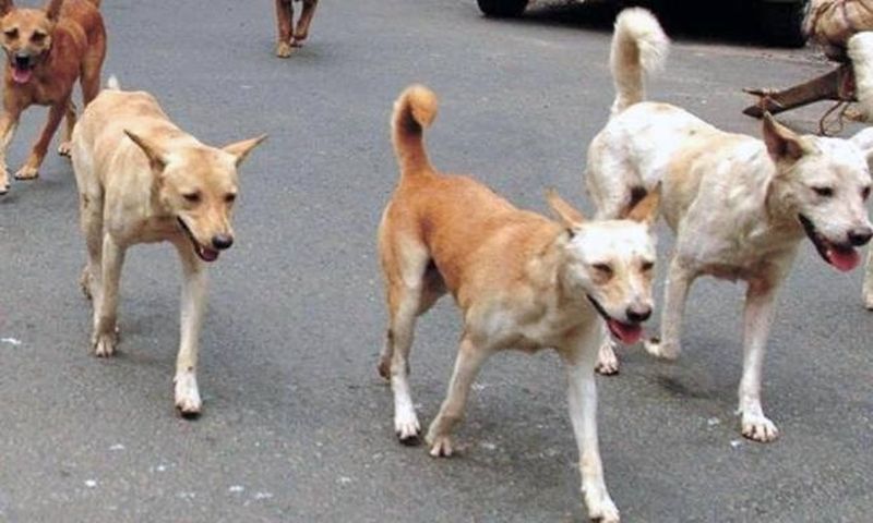 Akola Municipal Corporation will sterilize stray dogs | अकाेला महापालिका करणार भटक्या श्वानांची नसबंदी