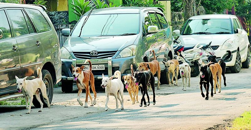 On the first day in Nagpur, sterilization was done on 15 dogs | नागपुरात  पहिल्याच दिवशी १५ श्वानांवर नसबंदी
