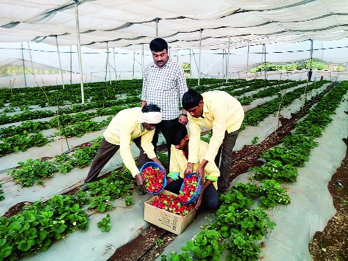 Strawberry farming in Nanded on the base of Mahabaleshwar | महाबळेश्वरच्या धर्तीवर नांदेडातही स्ट्रॉबेरीची शेती