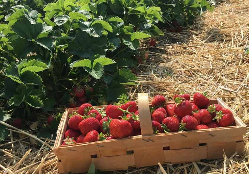 The proposal will be sent to the Collector's Office, an innovative initiative of strawberry farming in Panvel | जिल्हाधिकारी कार्यालयाकडे प्रस्ताव पाठविणार, पनवेलमध्ये स्ट्रॉबेरी शेतीचा नावीन्यपूर्ण उपक्रम