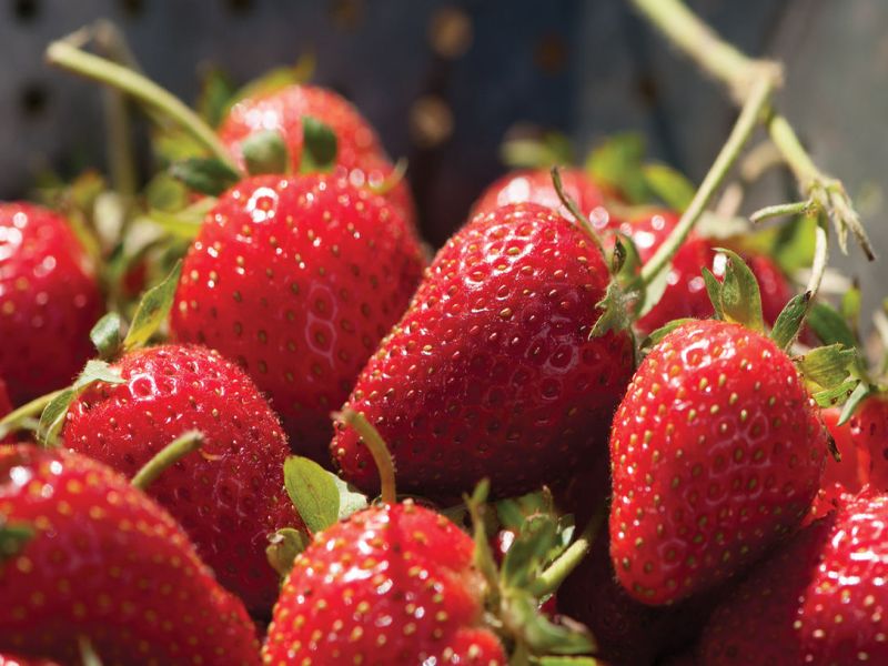 In the Nashik market, the arrival of strawberries | नाशिकच्या बाजारात लालचुटुक स्ट्रॉबेरीची आवक