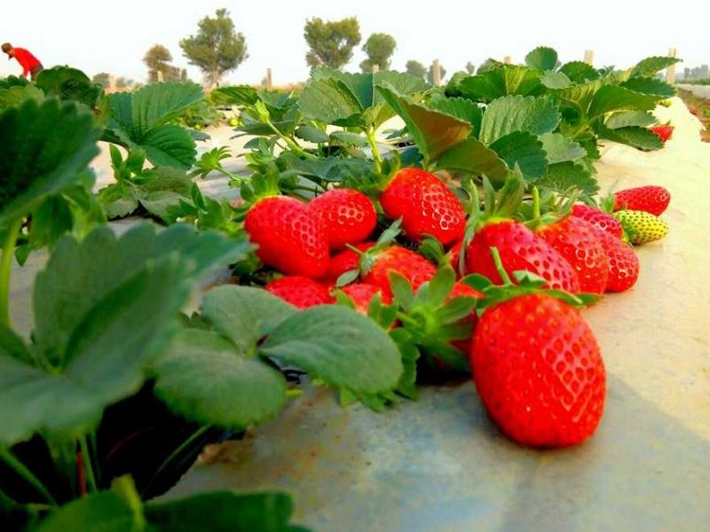 Successful farming of strawberry in the saline air of Konkan! | कोकणच्या खाऱ्या हवेत स्ट्रॉबेरीची यशस्वी शेती!