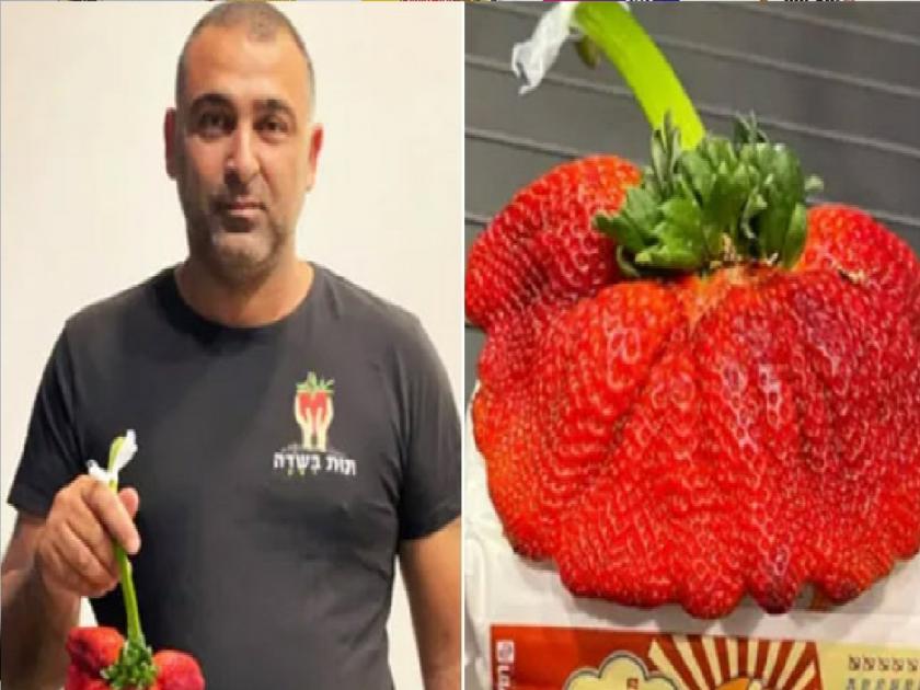 This is the heaviest strawberry in the world, recorded in the Guinness World Records | ही आहे जगातील सर्वात वजनदार स्ट्रॉबेरी, गिनीज वर्ल्ड रिकॉर्ड्समध्ये झाली नोंद