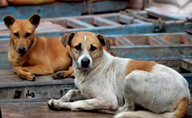 Special Squad for the stray dogs in the Vidhan Bhavan area | विधानभवन परिसरातील मोकाट कुत्र्यांच्या बंदोबस्तासाठी खास पथक