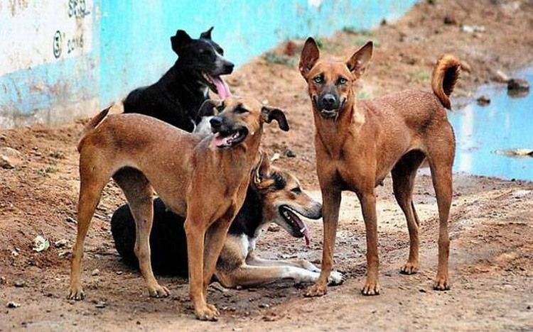 In 40 days sterilization on 620 dogs in Nagpur | नागपुरात ४० दिवसांत ६२० श्वानांवर नसबंदी