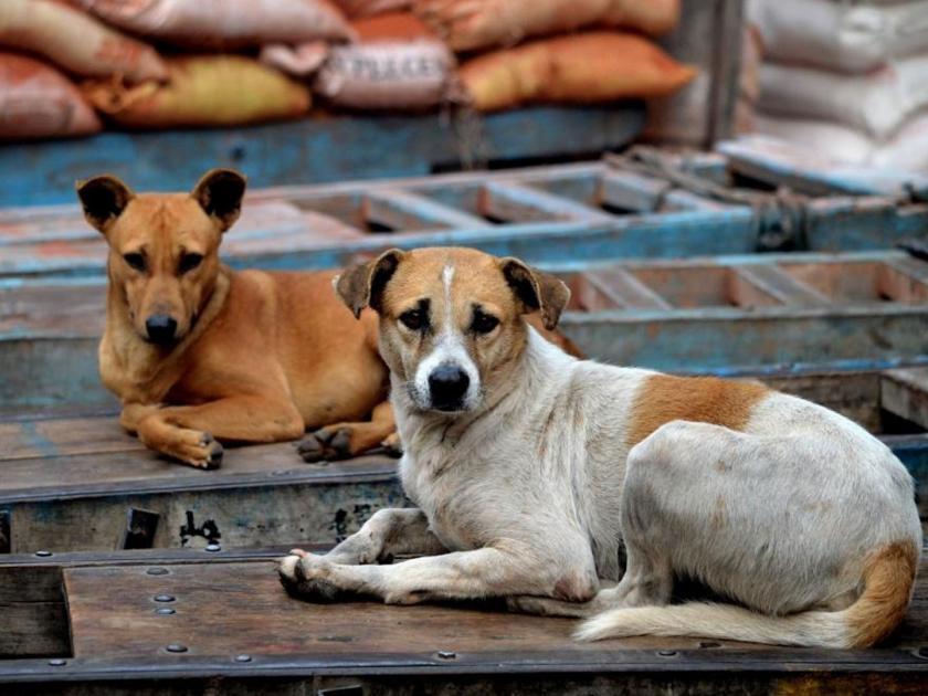in mumbai the terror of stray dogs 3508 people attacked animal owners neglecting their responsibilities | भटक्या कुत्र्यांची दहशत; ३,५०८ जणांवर हल्ला, प्राणी मालकांचे जबाबदाऱ्यांकडे दुर्लक्ष